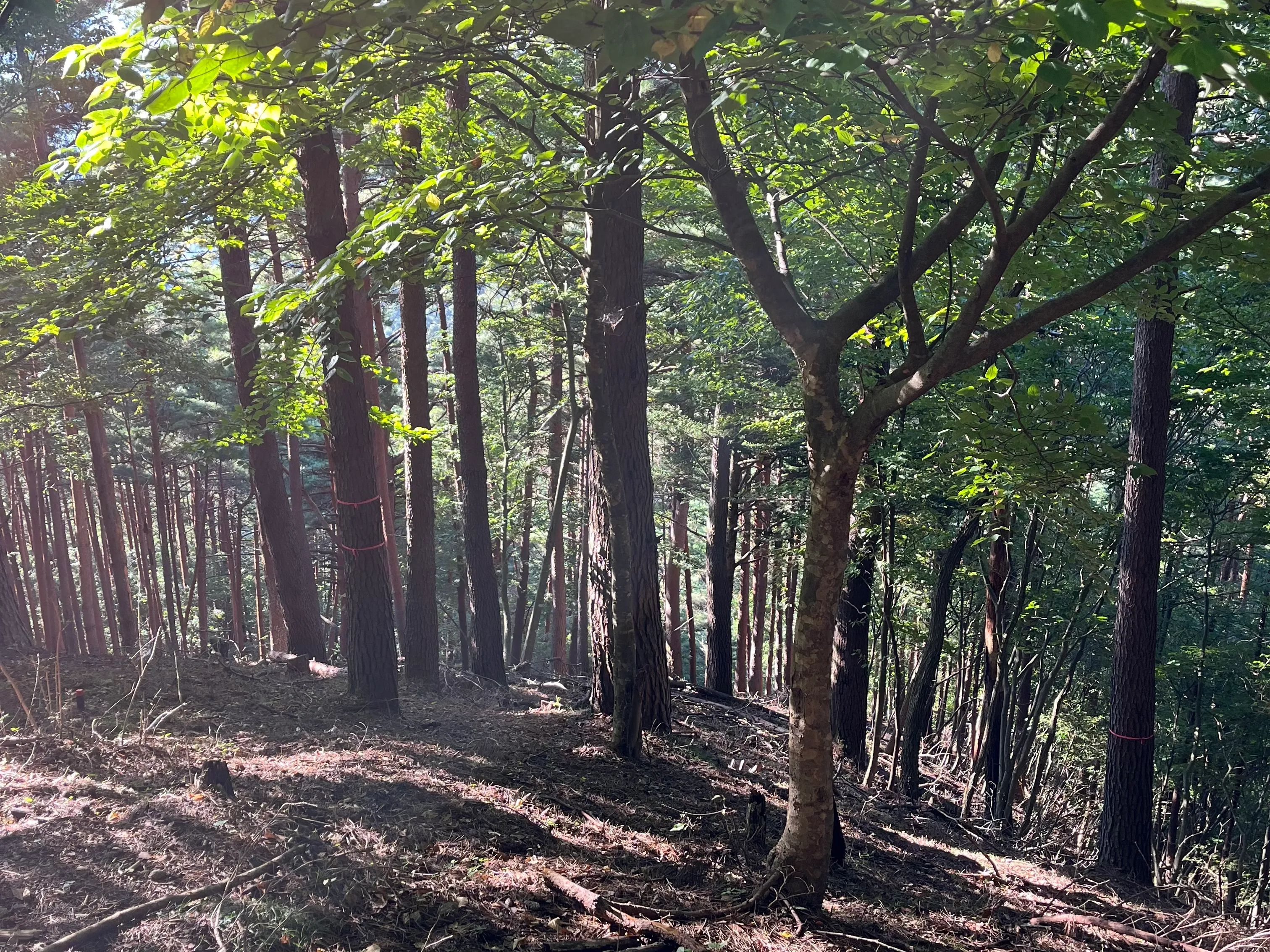 三つ峠山の写真 22