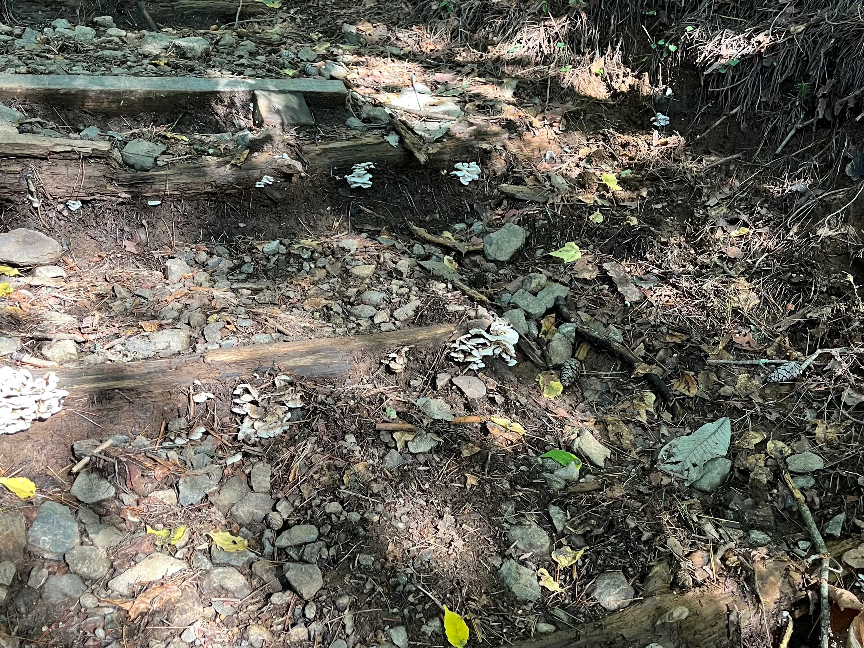 三つ峠山の写真 21