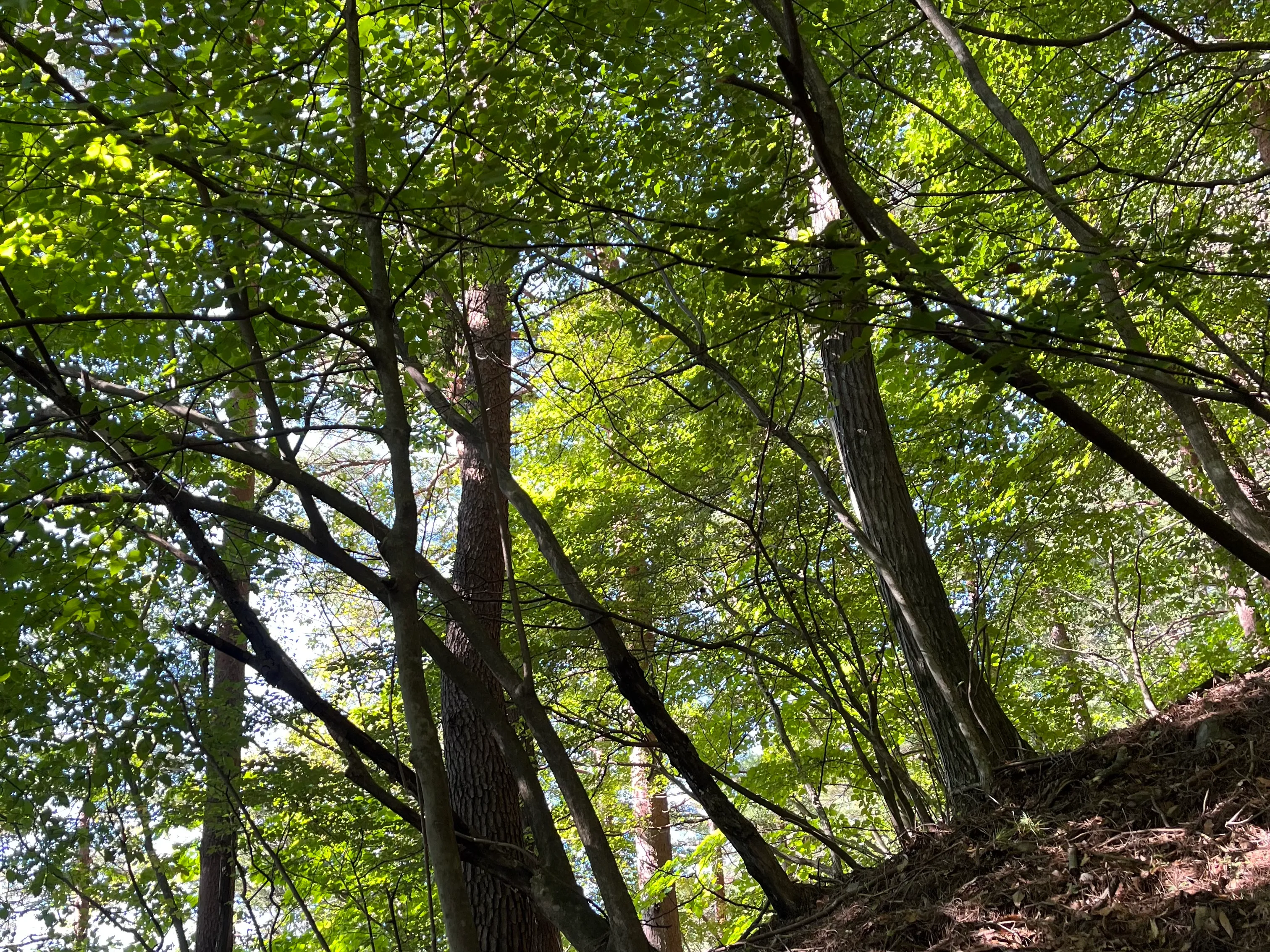 三つ峠山の写真 20