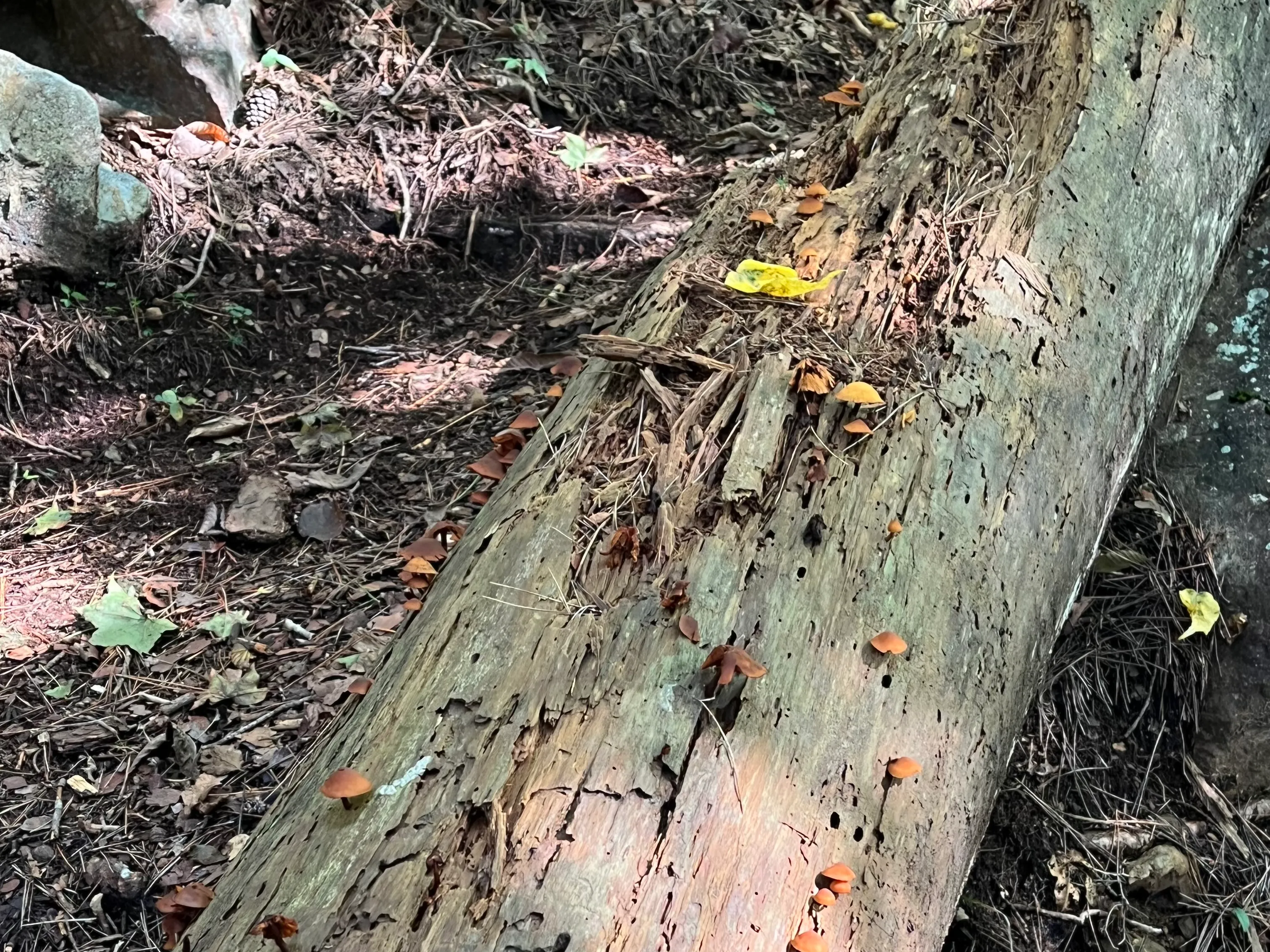 三つ峠山の写真 18